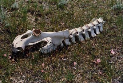 Skeleton and Bitterroot in Yellowstonepark