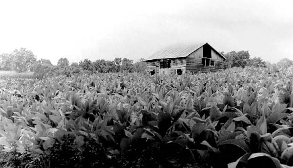 Tobacco shed