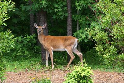 Neighborhood Deer