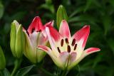 Lily   (Monet  revisited ?)