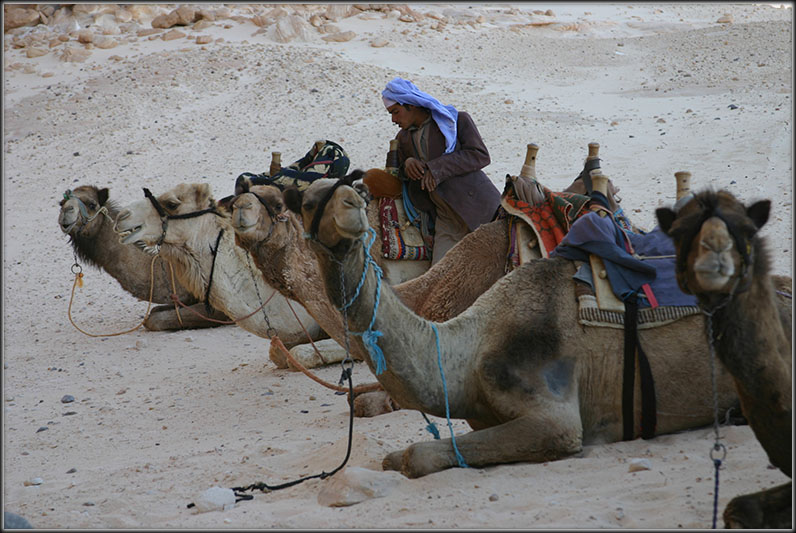 Bedouins and camels - desert dwellers