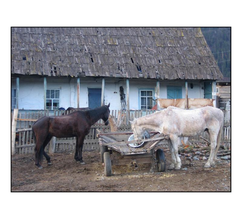 шкелеты