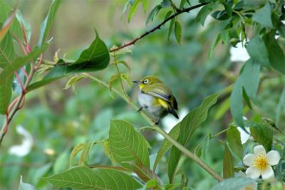 Oriental White eye