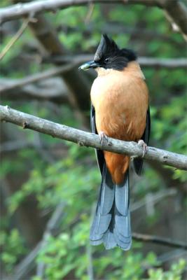 Rufous Sibia
