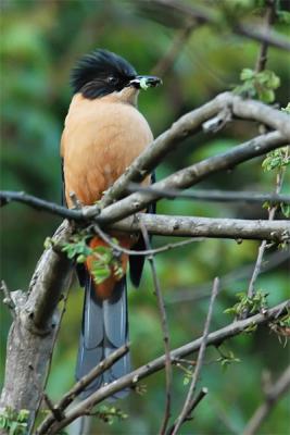 Rufous Sibia 2