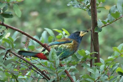 Great Barbet