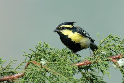 Black Lored Tit