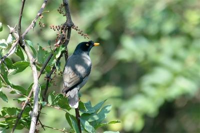 Jungle Myna