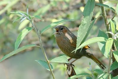 Streaked LaughingThrush