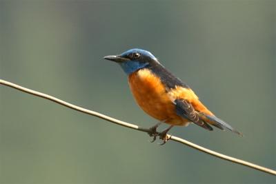 Blue capped Rock Thrush