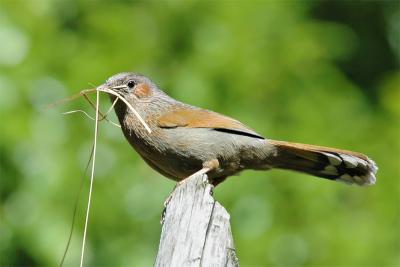 Streaked LaughingThrush 2