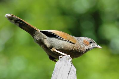 Streaked LaughingThrush 3