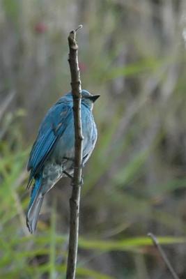 Verditer Flycatcher