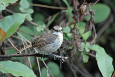Grey Bush chat female