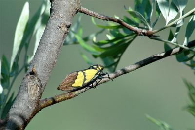 Cicada