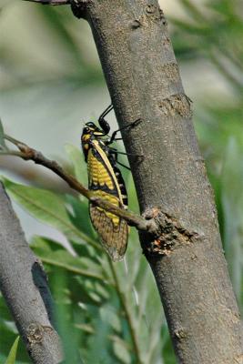 Cicada 2