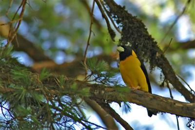 Collared Grosbeak