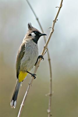 Himalayan Bulbul