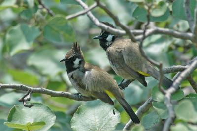 Himalayan Bulbuls