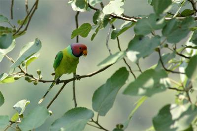 Plum Headed Parakeet