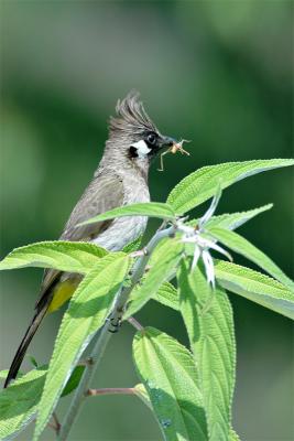 Himalayan-Bulbul