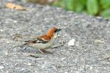 Russet Sparrow