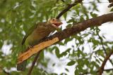Large-green-Barbet.jpg