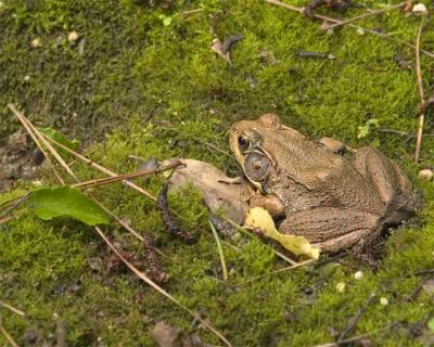 CRW_9082-frog.jpg