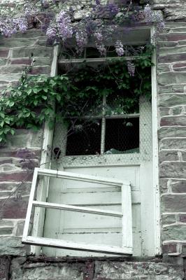 Wisteria   May 15