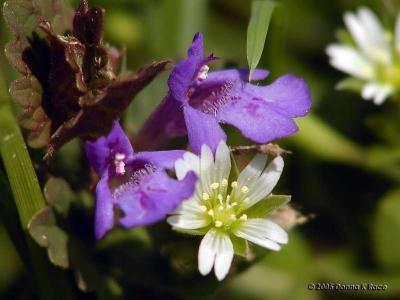 Ground Ivy, Mouse Ear Chickweed