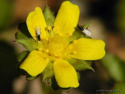 Fly Activity, Indian Strawberry, 5-04