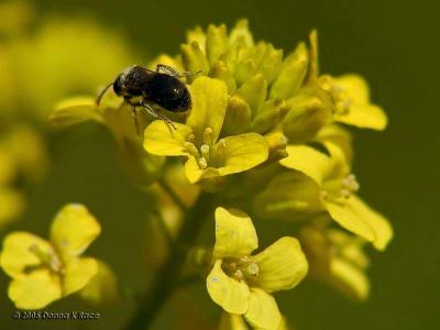 Mustard & Bee, 5-09