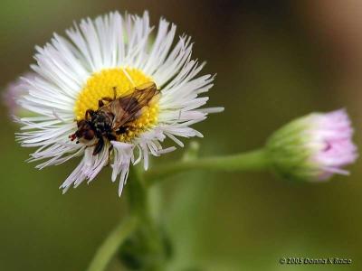 Philadelphia Fleabane/Syrphid Fly