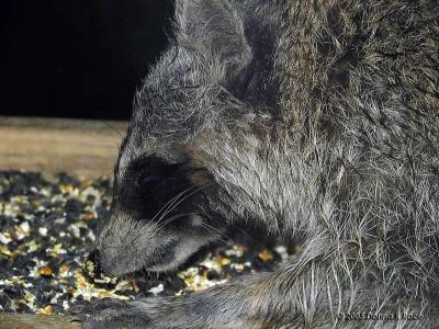 Raccoons ~ WV