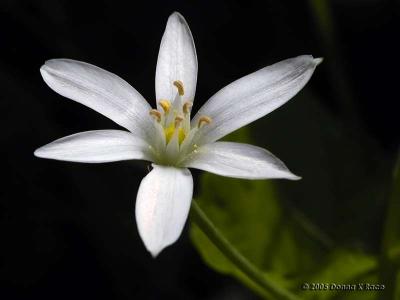 Star of Bethlehem