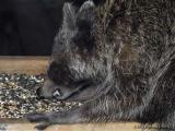 <b>My, what big teeth you have!</b><br>