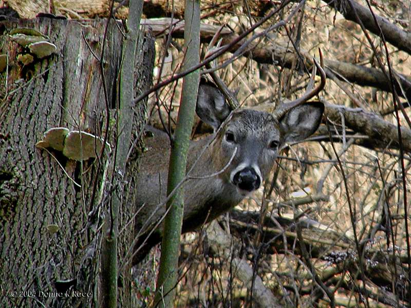 Big Buck on the hill...watching!  11/15