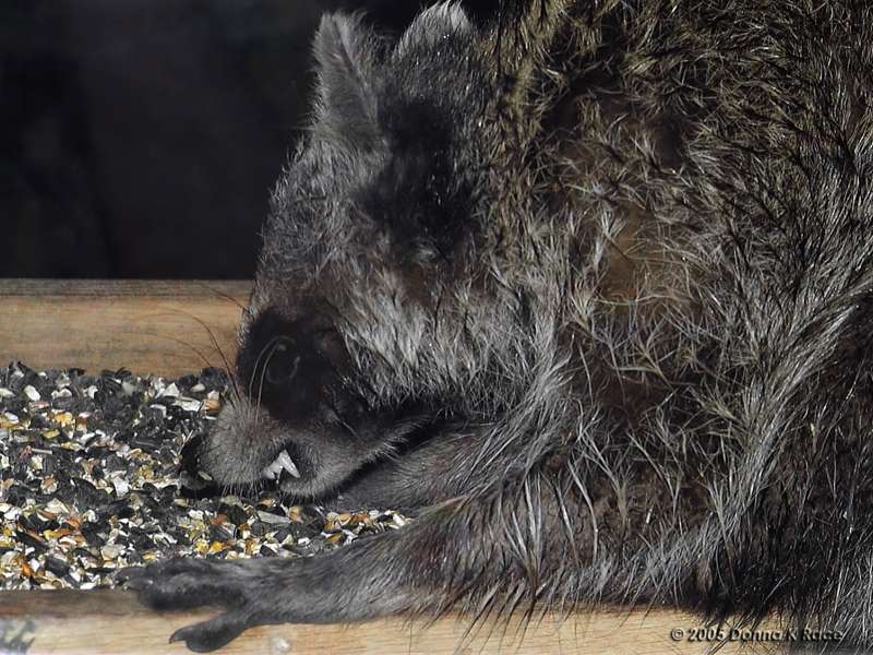 <b>My, what big teeth you have!</b><br>