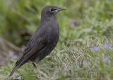 Common Starling (Sturnus vulgaris)