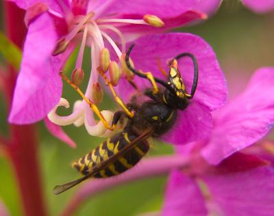 Wasp on fireweed blossom