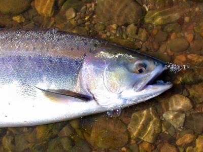 Pink salmon caught on secret killer fly