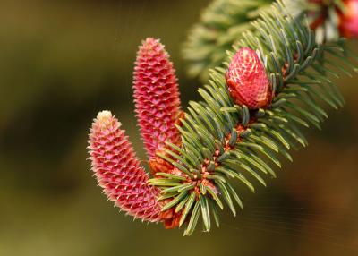 New spruce cones and one flower on the right.