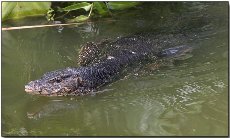 Water Monitor Lizard