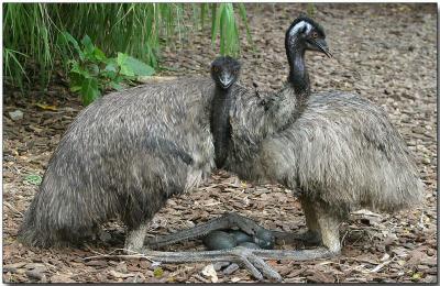 Emus, guarding the eggs