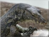 Water Monitor Lizard - a very young juvenile