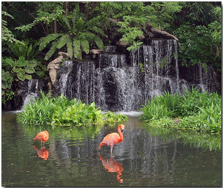 Caribbean Flamingo