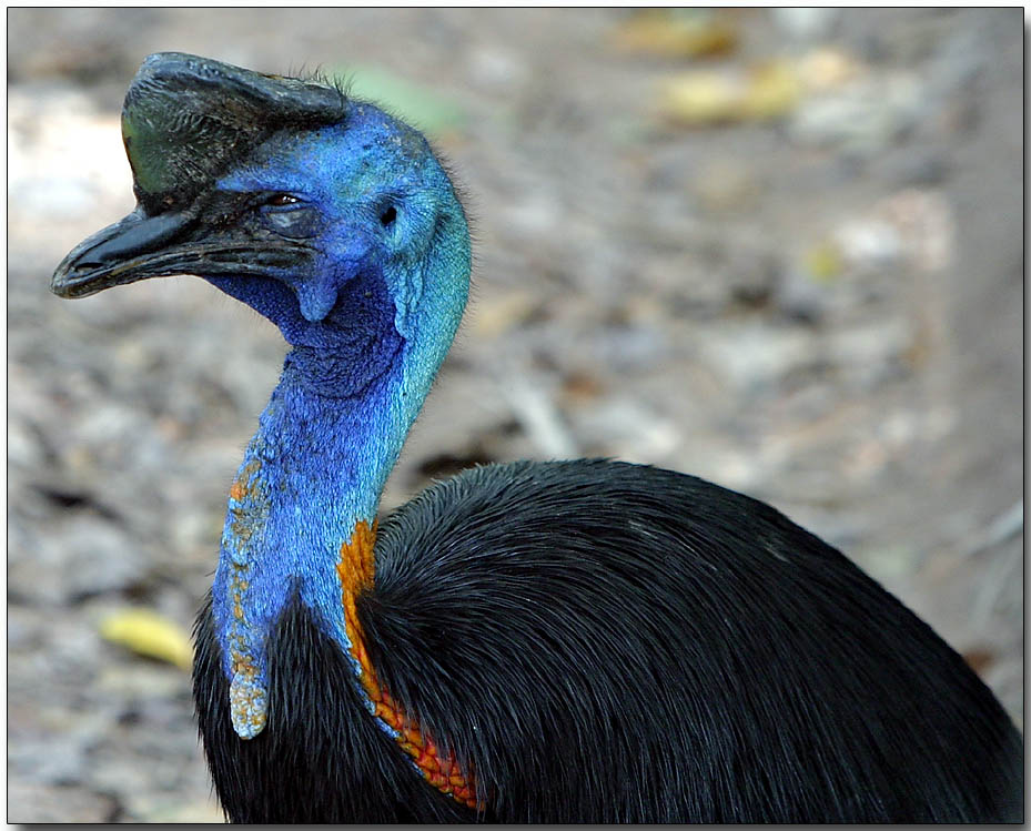 Northern Cassowary