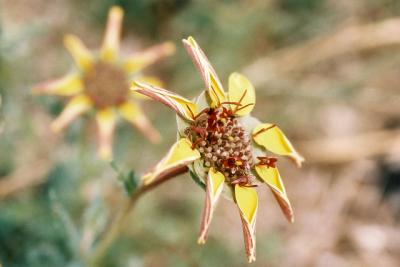 u26/doxielover1/medium/44037229.TexasWildflower2.jpg