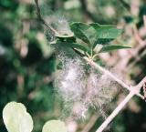 Cottonwood Seeds