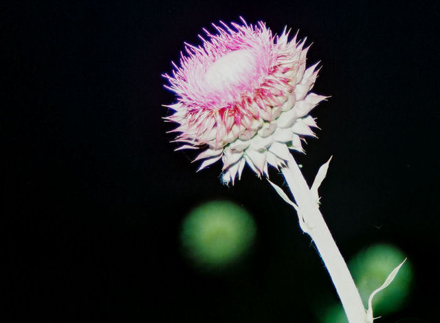 Flower of Thistle